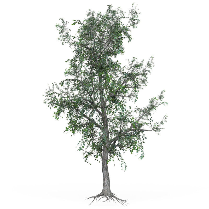 Low Poly Oak Tree 04 3D Модель .c4d .max .obj .3ds .fbx .stl .blend 