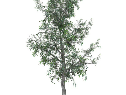 D&uuml;ş&uuml;k Poli Meşe Ağacı 04 3D Model