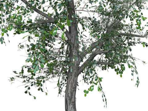 Low Poly Oak Tree 04 3D Модель