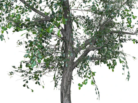 Low Poly Oak Tree 04 3D Model