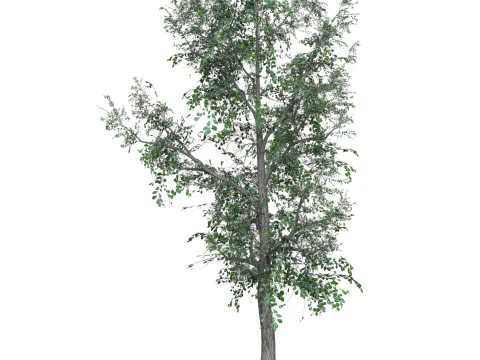 Low Poly Oak Tree 04 3D Model