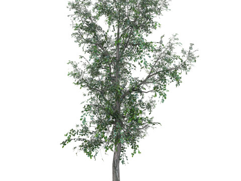 Low Poly Oak Tree 04 3D Модель