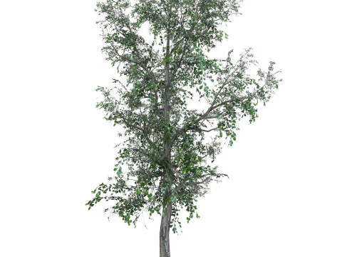 Low Poly Oak Tree 04 3D Model