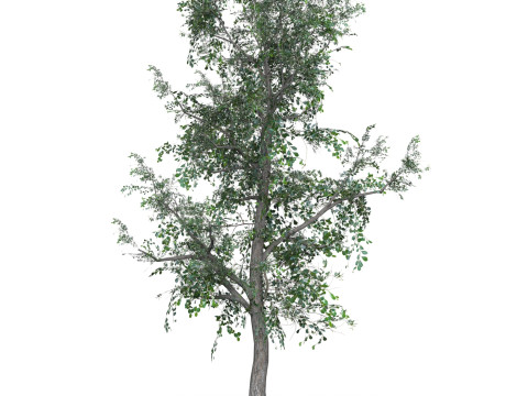 Low Poly Oak Tree 04 3D Модель