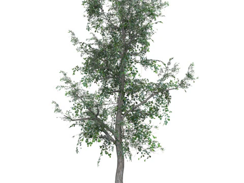 Low Poly Oak Tree 04 3D Model