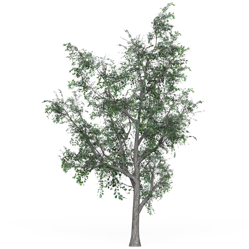 Low Poly Oak Tree 05 Modello 3D .c4d .max .obj .3ds .fbx .stl .blend 