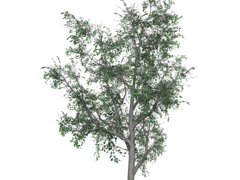 Low Poly Oak Tree 05 3D मॉडल