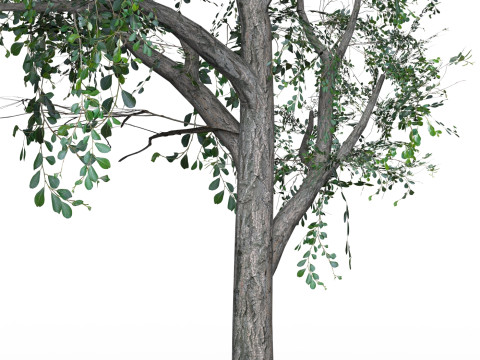 Low Poly Oak Tree 05 Modello 3D
