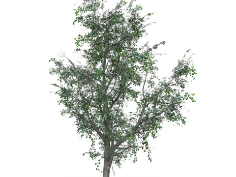 Low Poly Oak Tree 05 Modello 3D