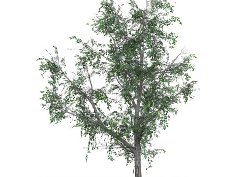 Low Poly Oak Tree 05 Modello 3D