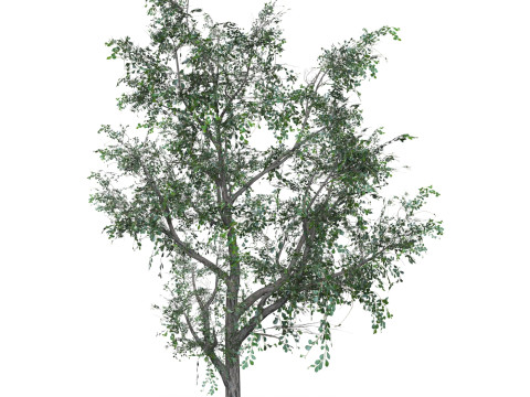Low Poly Oak Tree 05 Modello 3D