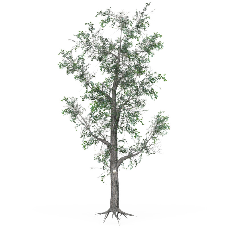 Low Poly Oak Tree 06 3D मॉडल .c4d .max .obj .3ds .fbx .stl .blend 