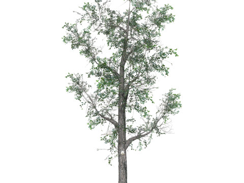 Low Poly Oak Tree 06 Modello 3D