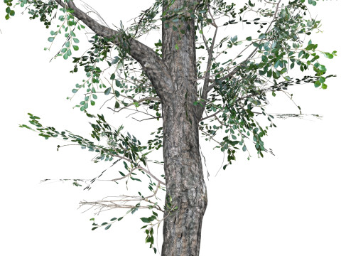 Low Poly Oak Tree 06 3D मॉडल