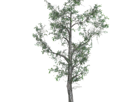 Low Poly Oak Tree 06 3D मॉडल