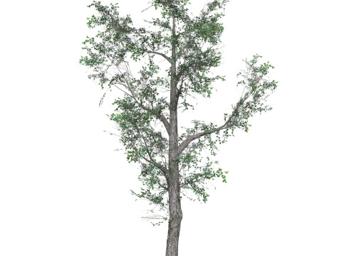 Low Poly Oak Tree 06 3D मॉडल