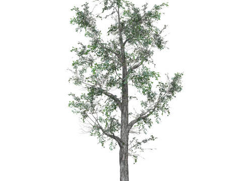 Low Poly Oak Tree 06 3D मॉडल