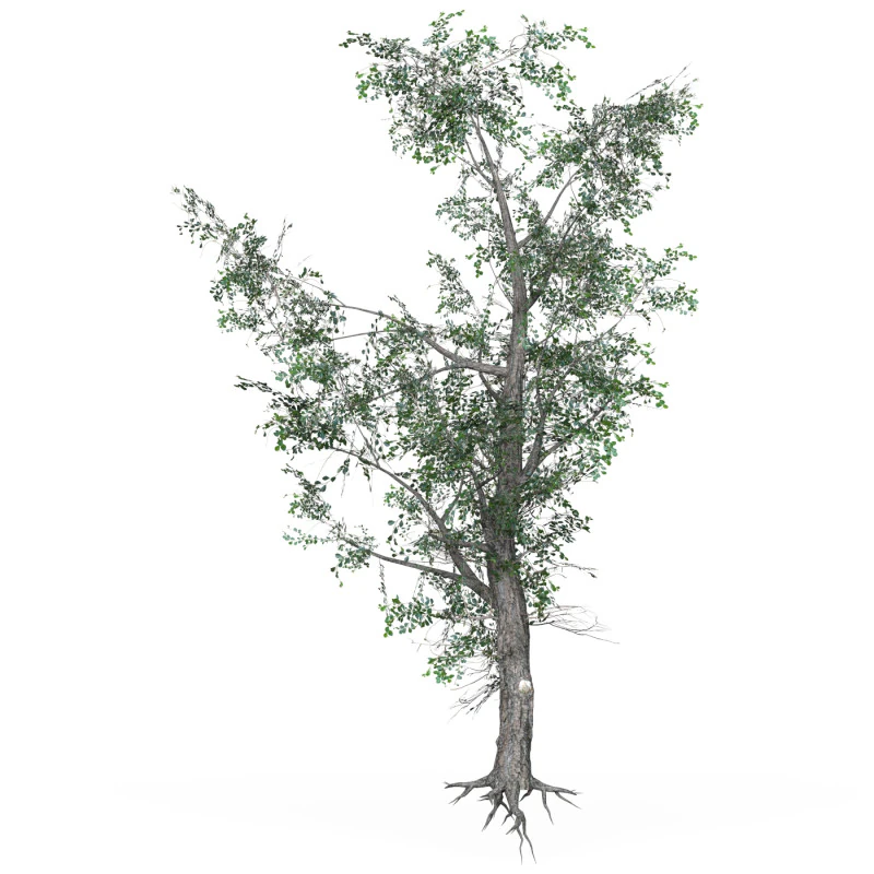 Low Poly Oak Tree 07 3D Model .c4d .max .obj .3ds .fbx .stl .blend 