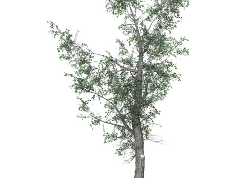 Low Poly Oak Tree 07 3D मॉडल