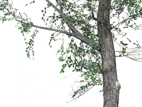 Low Poly Oak Tree 07 3D Model