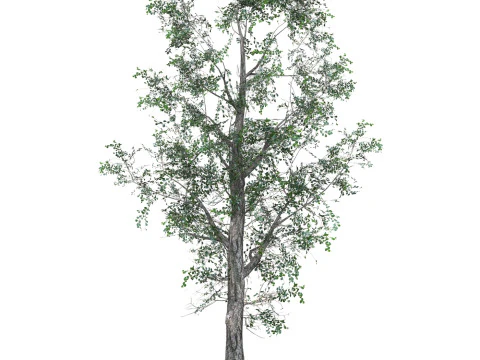 Low Poly Oak Tree 07 3D Model