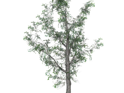 Low Poly Oak Tree 07 Modèle 3D