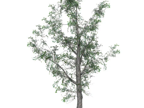 Low Poly Oak Tree 07 3D Model