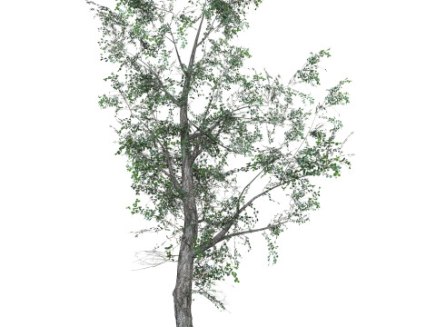 Low Poly Oak Tree 07 Modèle 3D