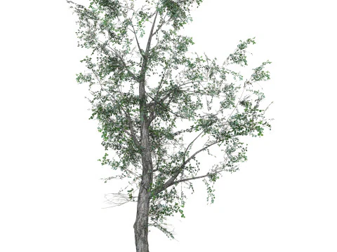 Low Poly Oak Tree 07 3D Model
