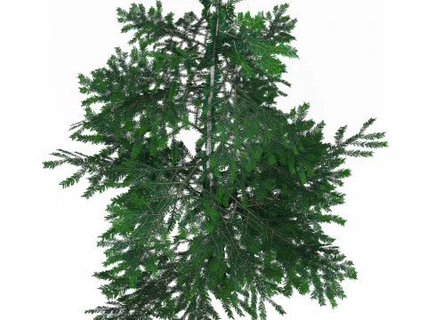 Low Poly Pine Tree 01 3D Model