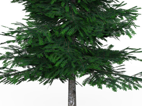 Low Poly Pine Tree 02 Model 3D