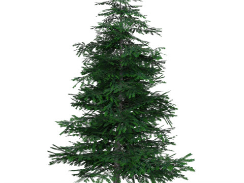 Low Poly Pine Tree 02 Model 3D