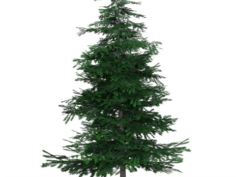 Low Poly Pine Tree 02 Model 3D