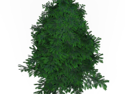 Low Poly Pine Tree 02 Model 3D