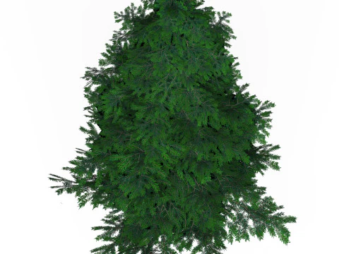 낮은 폴리 소나무 02 3D 모델