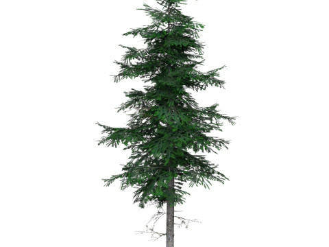 Low Poly Pine Tree 03 3D Model