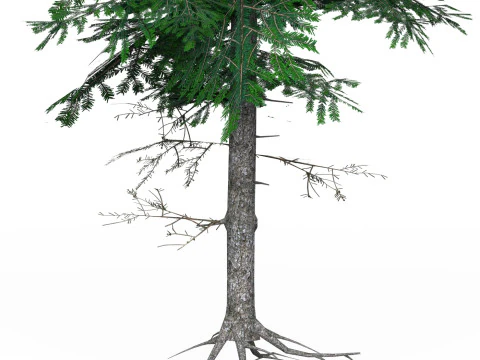 Low Poly Pine Tree 03 3D Model