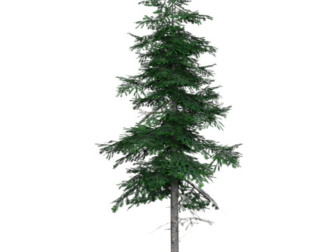 Low Poly Pine Tree 03 3D-Modell