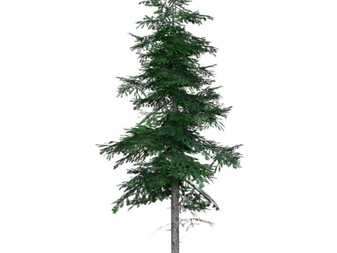 Low Poly Pine Tree 03 3D Model
