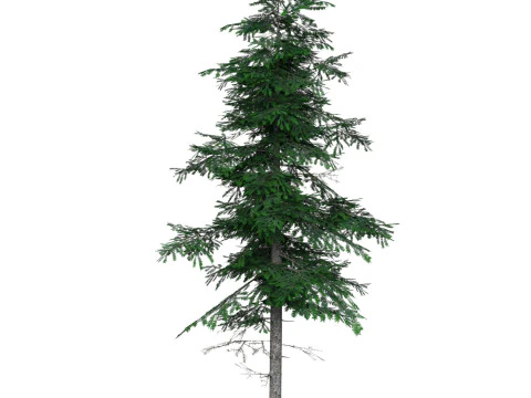 Low Poly Pine Tree 03 3D Model