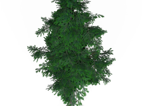 Low Poly Pine Tree 03 3D-Modell
