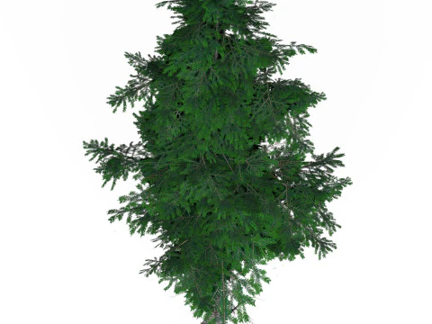 Low Poly Pine Tree 03 3D Model