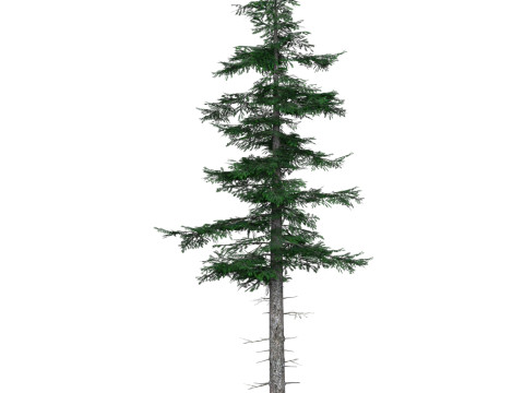 Low Poly Pine Tree 04 3D मॉडल
