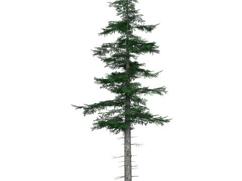 D&uuml;ş&uuml;k Poli &Ccedil;am Ağacı 04 3D Model