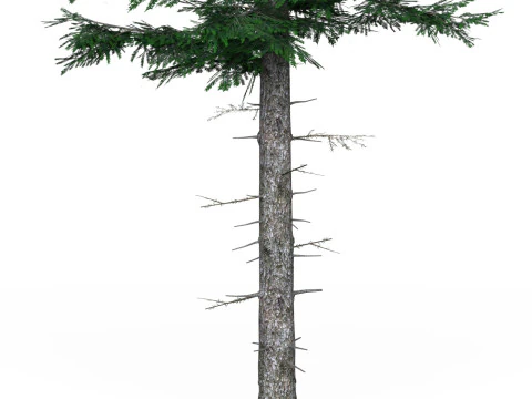 Низкополигональная сосна 04 3D Модель