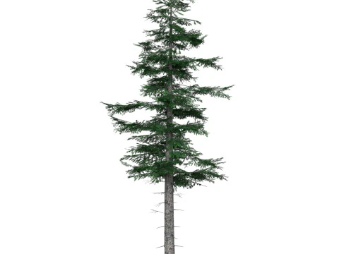 Низкополигональная сосна 04 3D Модель