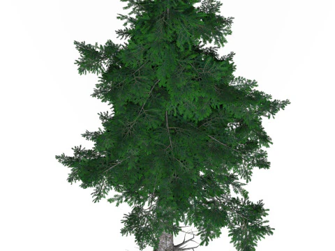 Низкополигональная сосна 04 3D Модель