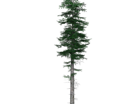 Low Poly Pine Tree 05 3D मॉडल