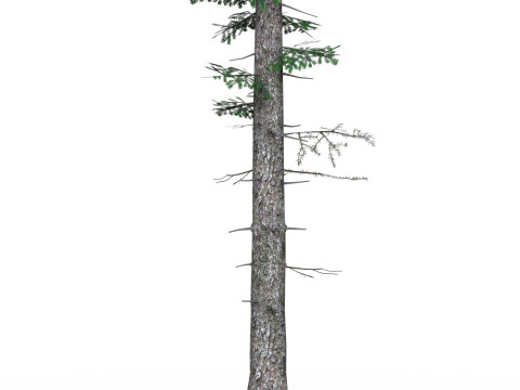 Low Poly Pine Tree 05 3D Model