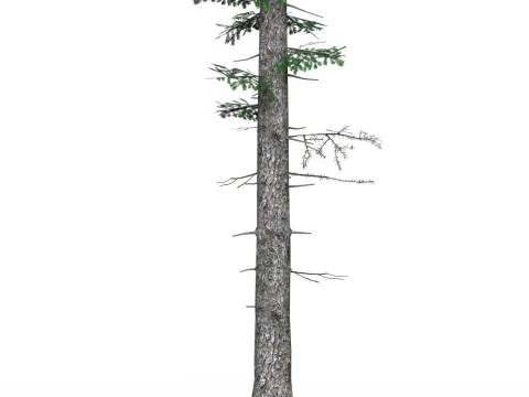 Low Poly Pine Tree 05 3D Model